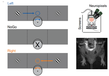 A diagram of the experiment, showing the mouse and the three monitor setup for the visual discrimination task.